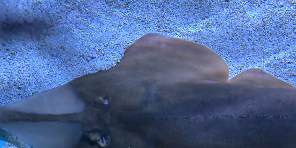 SEA LIFE Aquarium Kansas City celebrates Nat’l Endangered Species Day by welcoming new species