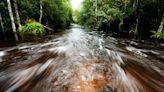 Nature's best: Record rainfall gives this Everglades alligator Jacuzzi-like experience