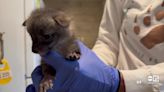 WATCH: Valley woman surprisingly rescues baby foxes