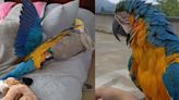 ⁠Familia paisa se hace viral en las redes sociales tras adoptar a una guacamaya en su finca