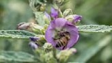 Sin abejas se extinguirían la mitad de las plantas existentes en el planeta
