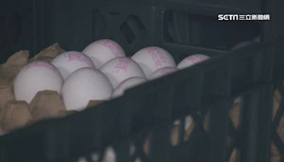 網購雞蛋平台My Egg突歇業 她簽8年「3千顆沒拿到」傻眼