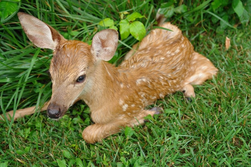 If You See a Baby Deer or Rabbit in New Jersey, It Usually Doesn't Need Your Help