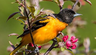 Prep some oranges! Interactive Baltimore oriole migration tracker map shows they're close