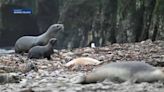 Hundreds of dead sea lion pups washing ashore on Central Coast