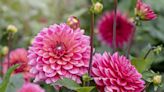 Are Dahlias Perennials or Annuals? We Share Everything You Need to Know