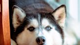 Husky Throwing Tantrum Over Not Having a Specific Bone Is Just Like a Kid