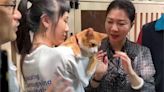 猴硐貓公所來了！ 橘貓「銅鑼燒」升任最萌所長