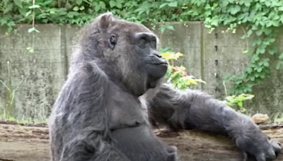 Happy Birthday, Fatou! The World's Oldest Gorilla Turns 67