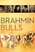 Brahmin Bulls