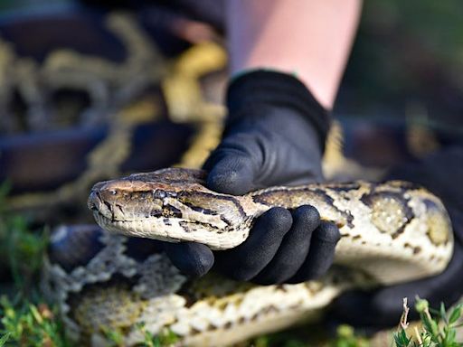 A 177-pound python was caught in Florida. Here's how to handle the invasive species