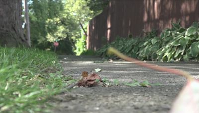 Residents of Niagara Falls fed up with rats, local leaders asking for input