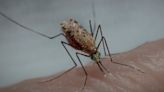 ‘Super mosquito’ driving malaria surge in Africa, study confirms