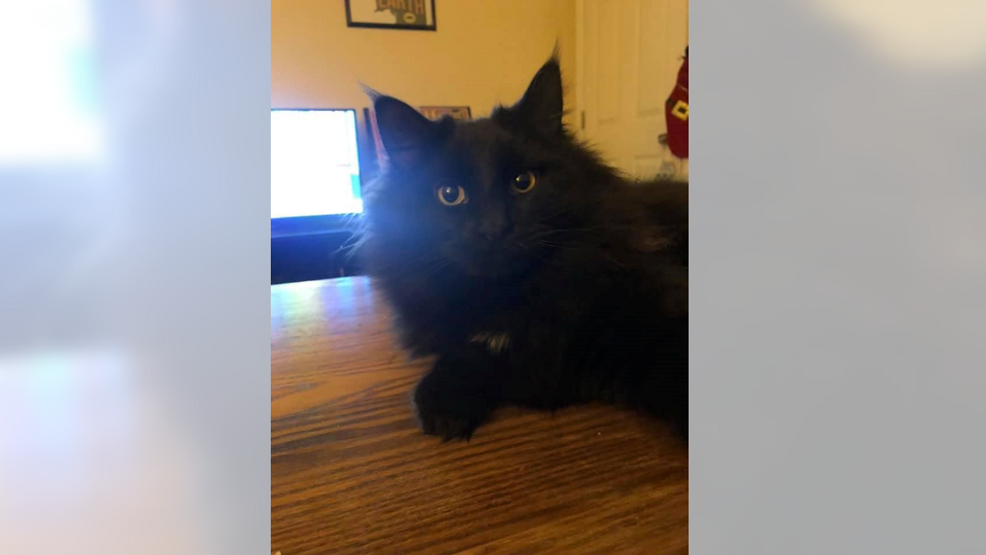 Family of four loses home to Franklin Co. fire, seeks public help to find lost cats