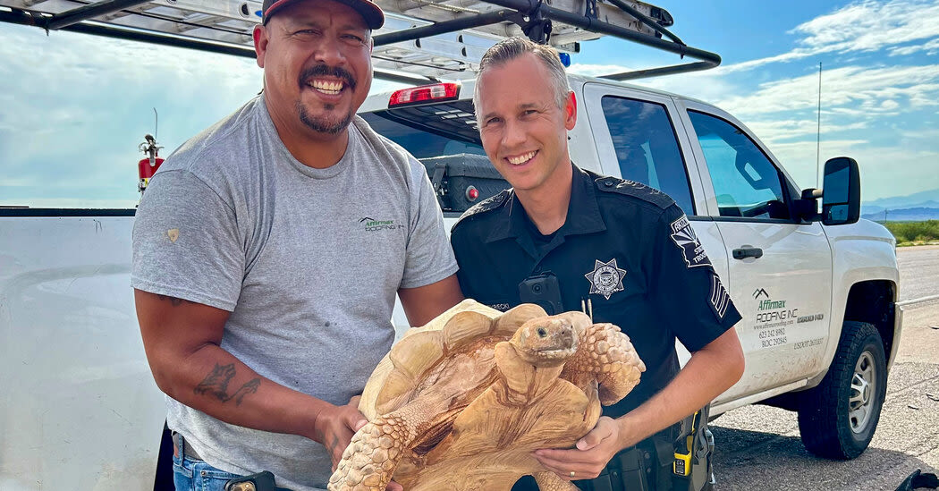 Police Nab Fugitive Tortoise on Slow Run to Freedom