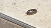 7 Easy Ways to Get Rid of Pill Bugs in Your House