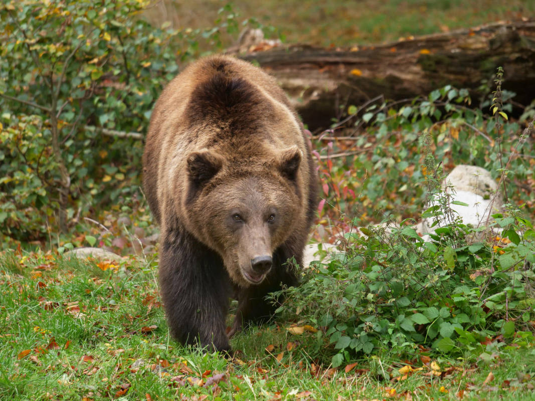 Brown Bear Ruins Child’s Birthday in the Worst Way Possible at Seattle Zoo