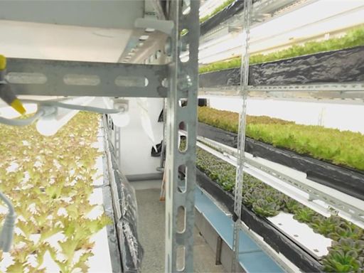 AI助攻！ 板橋「智慧植物工廠」 自動化生產水耕蔬菜