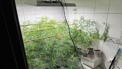 全是上網學的！新竹男斜槓改造開心農場種大麻 採收前被查獲