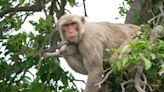 Scientists are learning from monkeys that miraculously survived Hurricane Maria