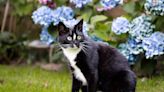 Are Hydrangeas Poisonous to Cats? Learn How to Keep Your Furball Safe