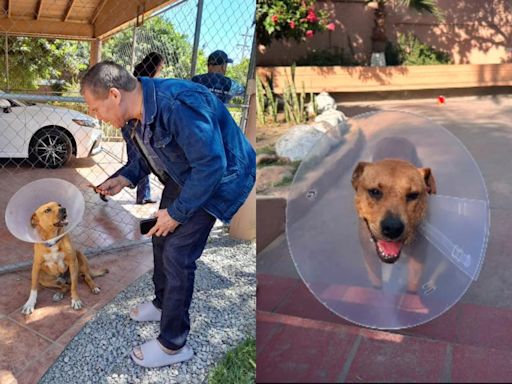 Juanchito, el perrito abandonado por Caffenio en Tijuana es adoptado por hija de Julio César Chávez