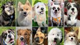 Meet the 10 Pups Vying for the Title of World’s Cutest Rescue Dog — and Vote for Your Favorite