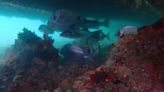 Los arrecifes artificiales del puerto de Sagunto demuestran su eficacia ecológica