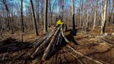 These scientists are taking an unconventional approach to save forests: Cutting down trees