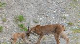 Lynx Kittens Spotted At Canadian Ski Resort