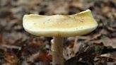 UK foragers guide on how to avoid poison mushrooms