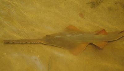 Sawfish are spinning, and dying, in Florida waters as rescue effort begins - WSVN 7News | Miami News, Weather, Sports | Fort Lauderdale