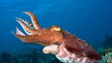 'Cuttlefish' Zero-Click Malware Steals Private Cloud Data