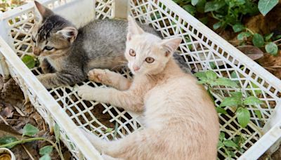 28 Cats Rescued From Crates on Roadside in Tennessee