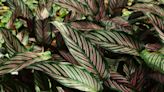 How to Grow and Care for the Bold and Beautiful Calathea Beauty Star