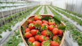 內湖草莓季開始囉 本週與你在臺北花博農民市集莓好相遇