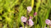 A rooftop garden in Lakeview has thousands of native plants — and a mission