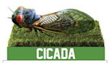 First cicada bobblehead unveiled