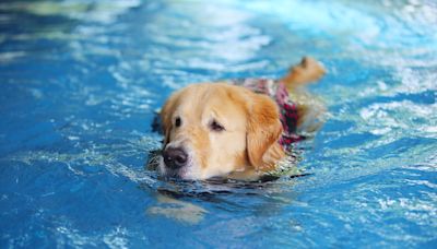 Golden Retriever Casually 'Walking' Across Pool Is Called 'Part Human'