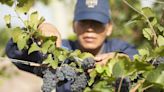 Día Mundial del Pinot Noir: cinco vinos para festejar descorchando