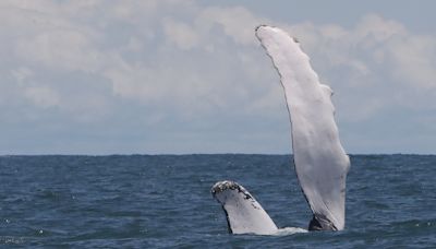 La población de ballenas en Brasil vuelve a los niveles anteriores a la caza