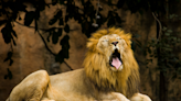 Wildlife Photographer’s Compilation of Sleepy Lions Yawning Is a Whole Monday Mood