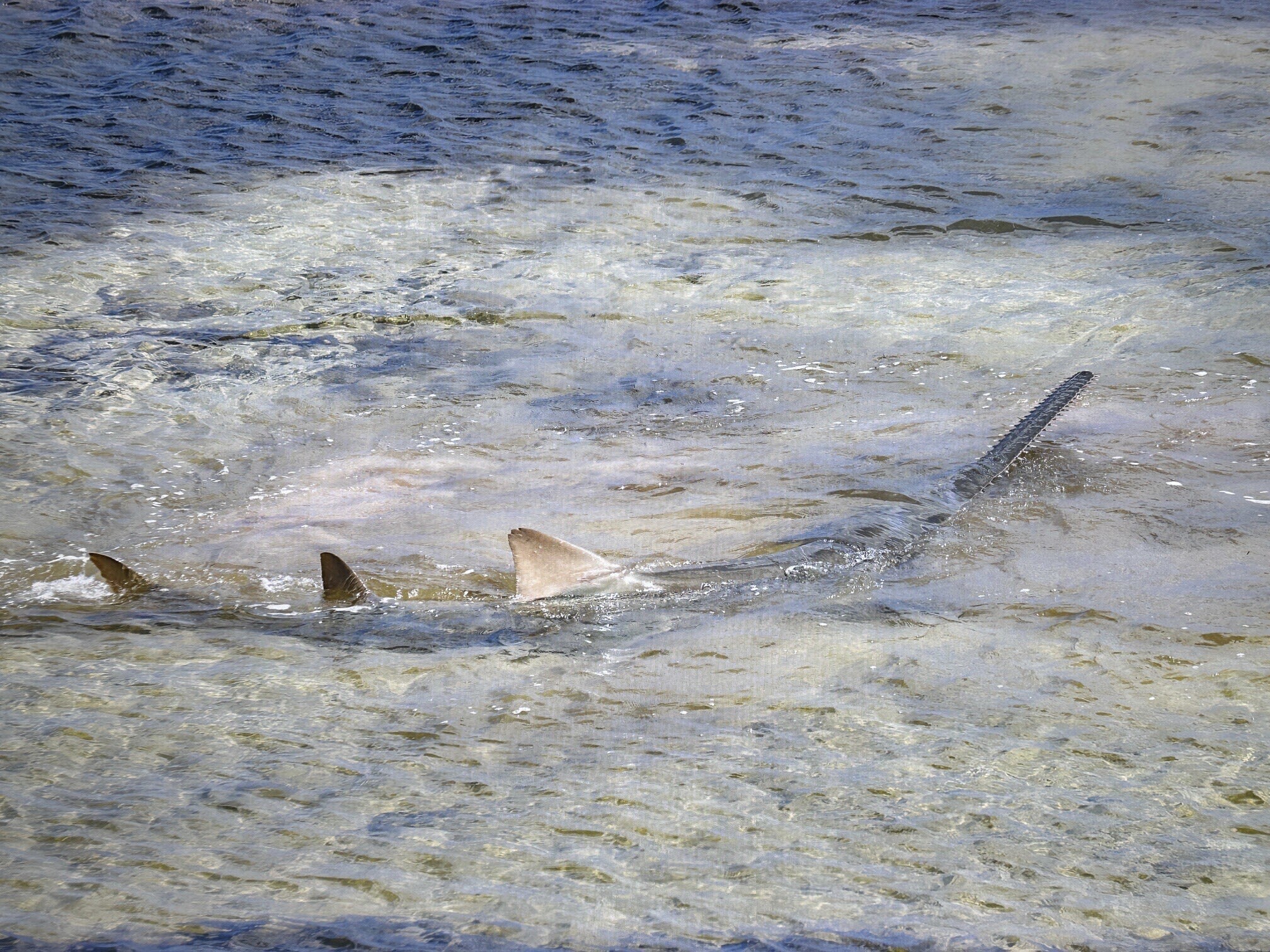 Distressed sawfish rescued in Florida Keys dies after aquarium treatment