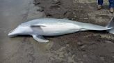 Dolphin found shot in Cameron Parish; $20K reward to find suspect