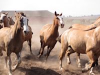 London s runaway horses remind us that animals are workers too