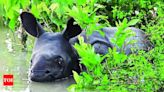 Flood Submerges 8% of Rhino-Bearing Areas in Pobitora Wildlife Sanctuary, No Casualty Reported | Guwahati News - Times of India