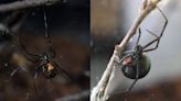 Black Widow Spiders Are Getting Slaughtered by Aggressive Brown Widows