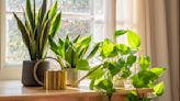 Can Houseplants Improve Air Quality? 3 Types That May Improve Allergies, Headaches, and Sleep