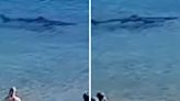 This Video Of A Giant Shark Swimming Close To Spanish Beach Will Send Chills Down Your Spine - News18