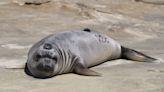 California elephant seal pup swam 5,000 miles to Alaska and back. See her surprising journey